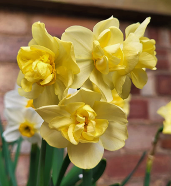Daffodil Primrose Beauty