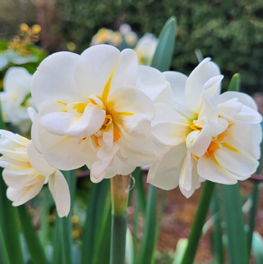 Daffodil Sir Winston Churchill