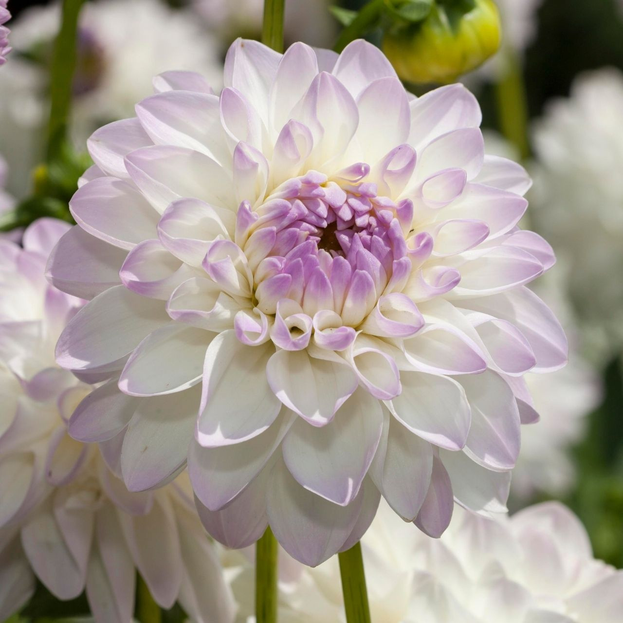 Dahlia Eveline