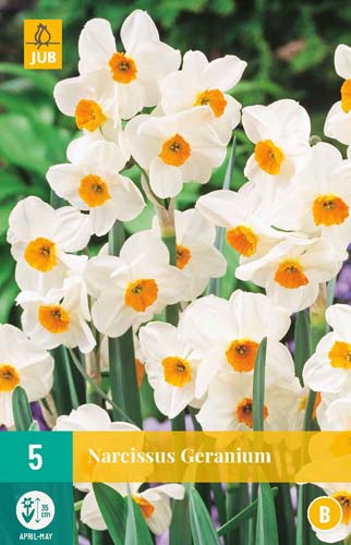 Daffodil Geranium x 5