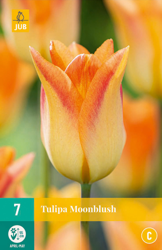 Tulip Moonblush x 7
