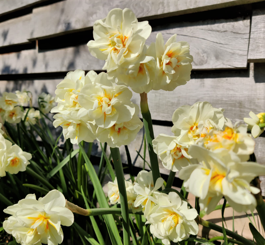 Daffodil Bridal Crown