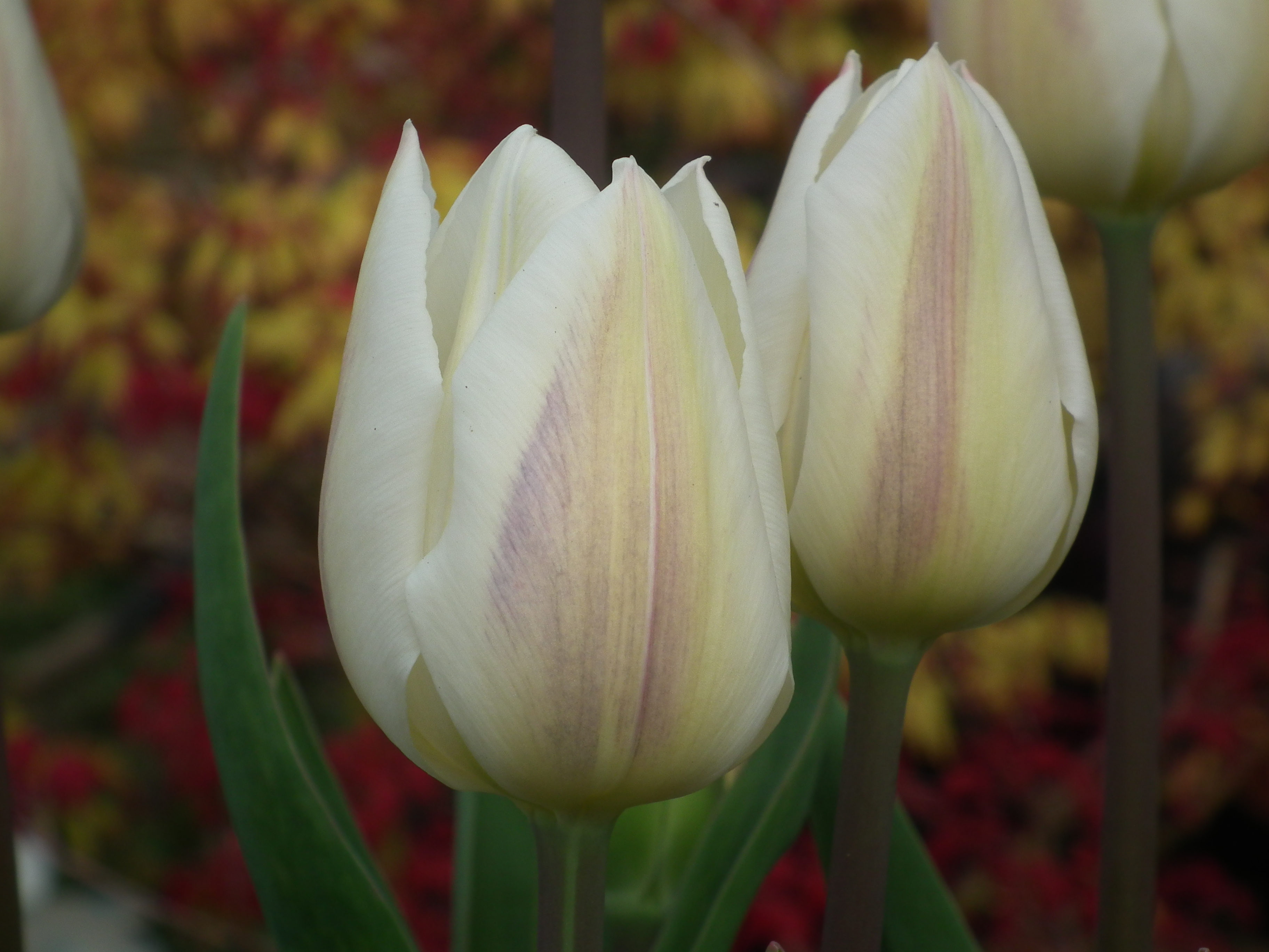 Tulip Purissima