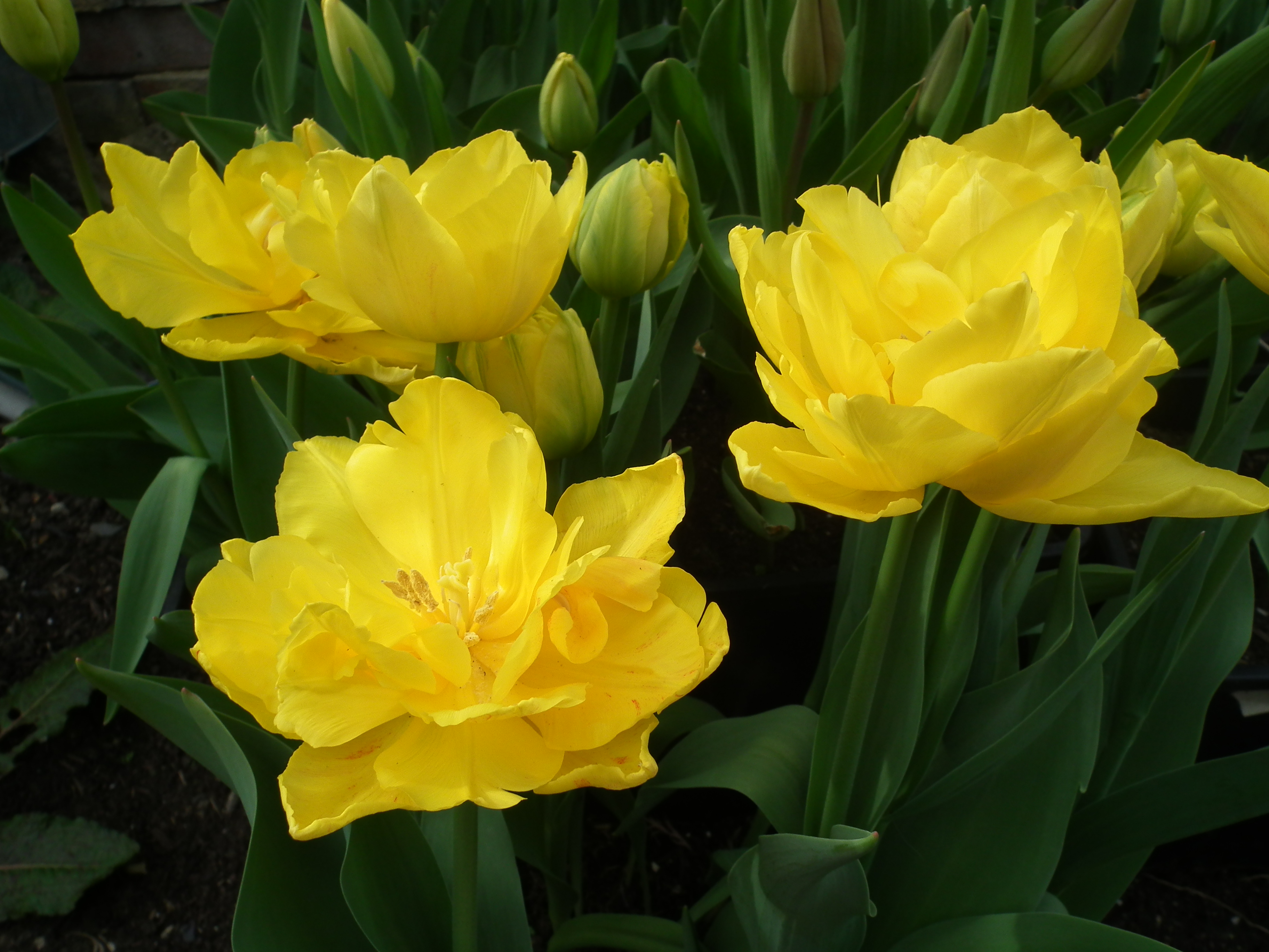 Tulip Monte Carlo