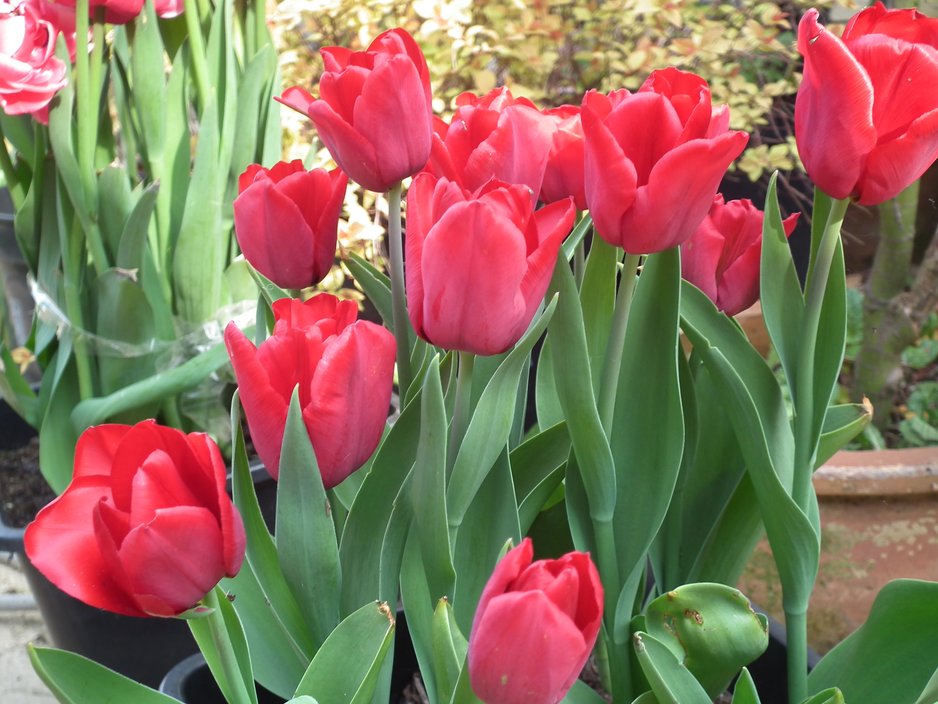 DSCF1613.JPG