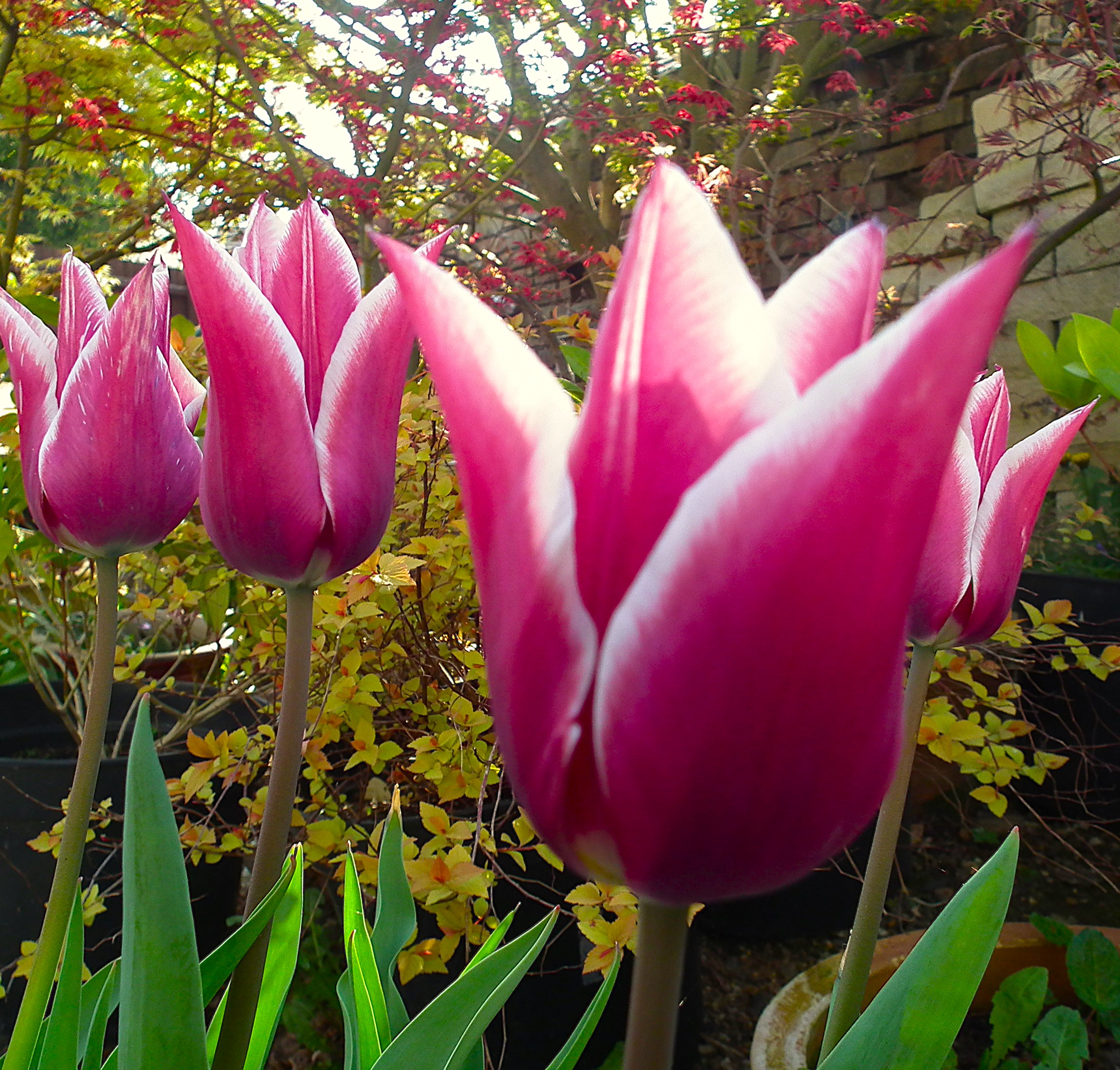 DSCF1627.JPG
