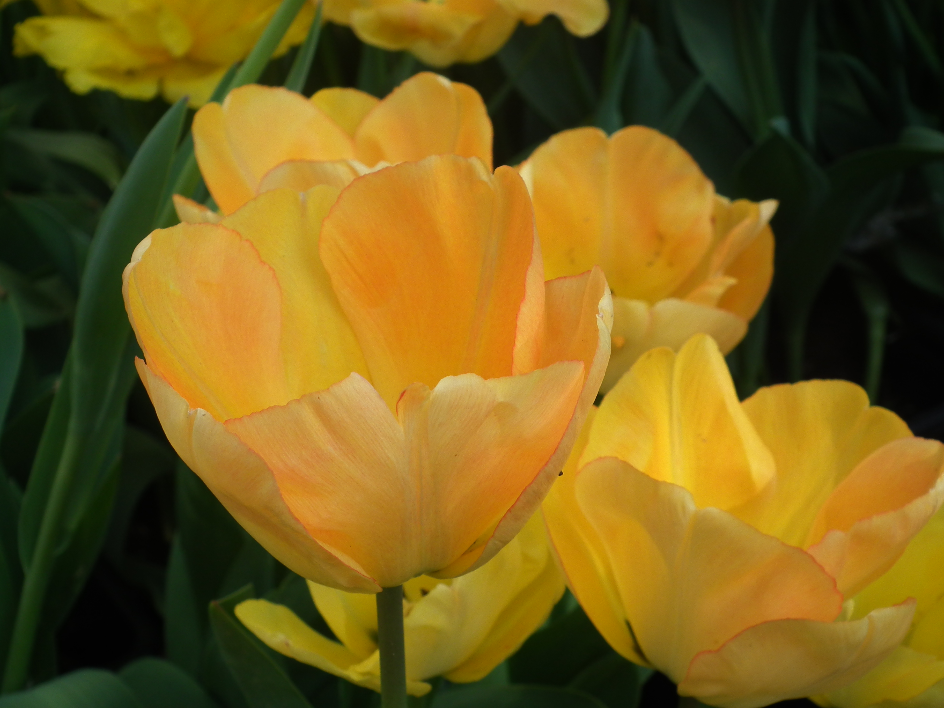 DSCF1630.JPG
