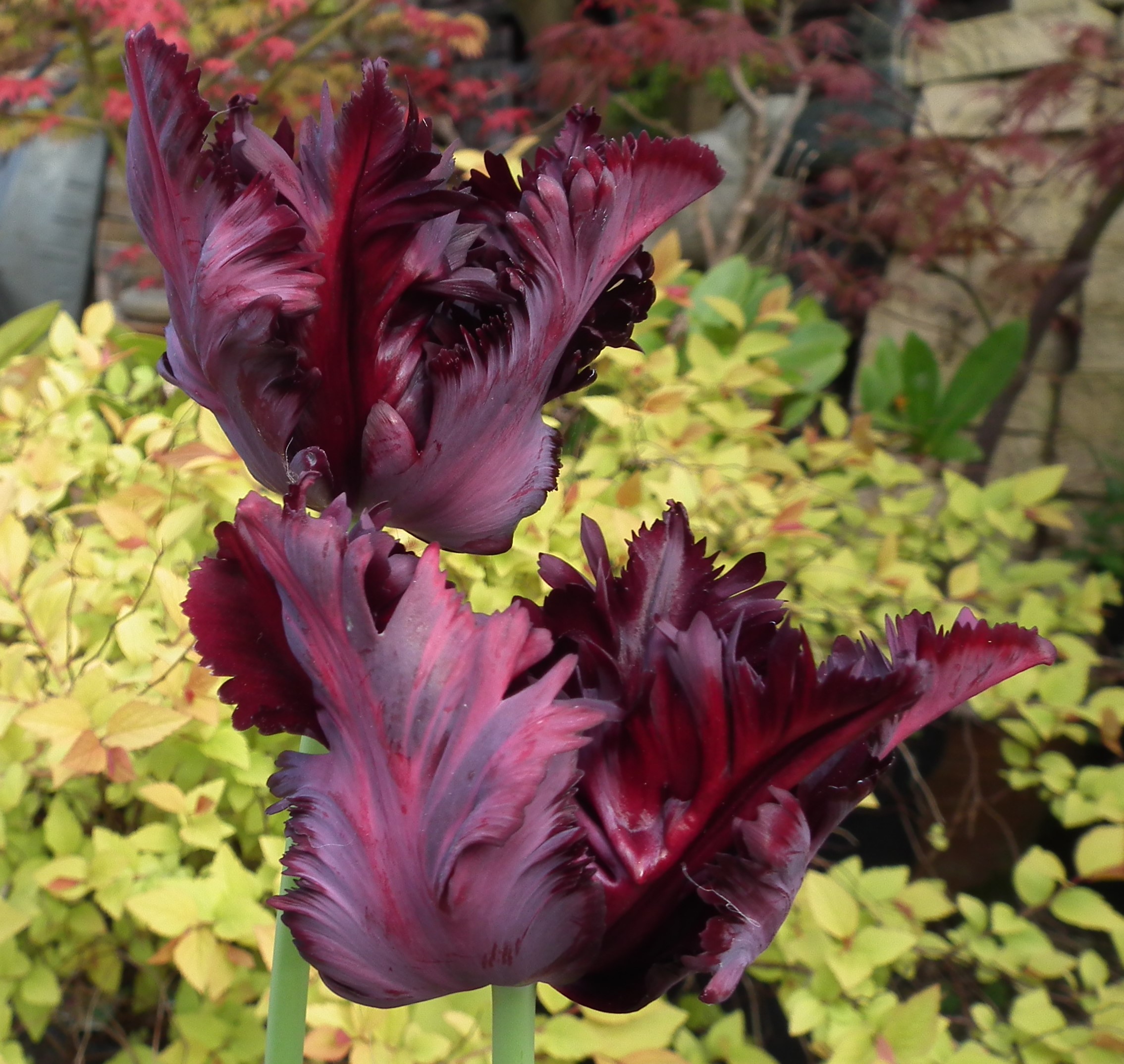 DSCF1670.JPG