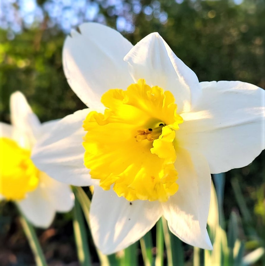 Daffodil Ice Follies