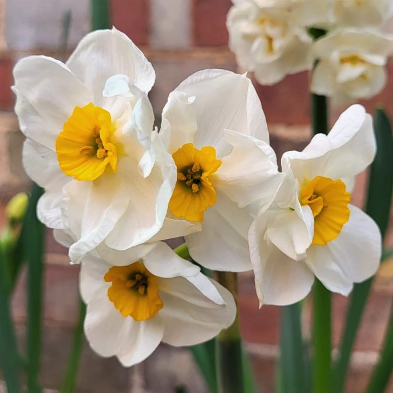 Daffodil Narcissus Geranium