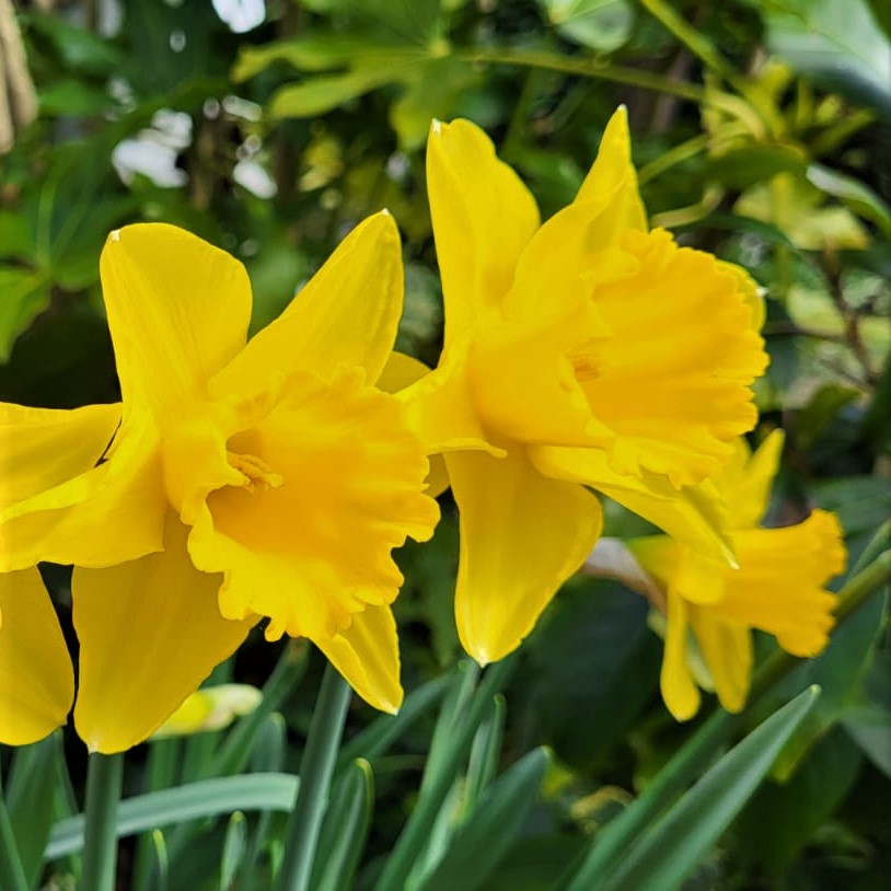 Daffodil King Alfred