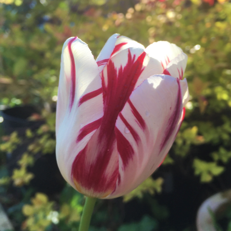 Tulip Grand Perfection