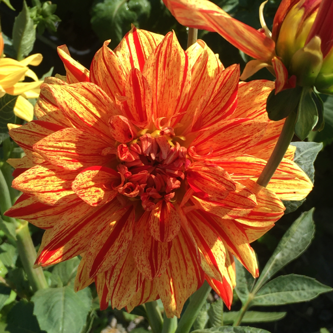 Dahlia Neo