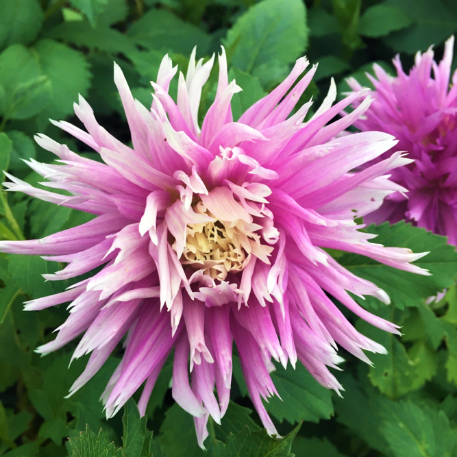 Dahlia Table Dancer
