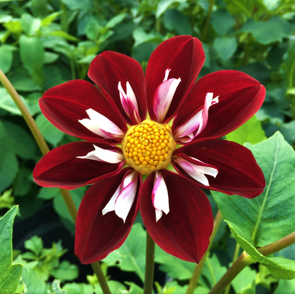 Dahlia Mary Evelyn