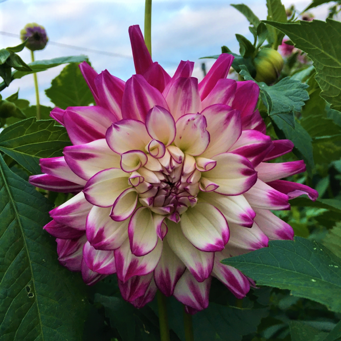 Dahlia Who Done It