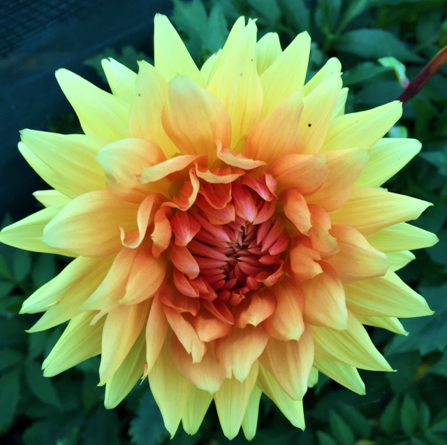Dahlia Noordwijks Glorie