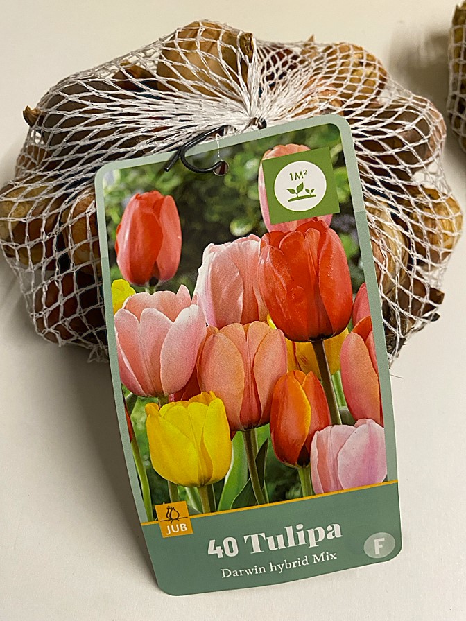 Tulip Darwin Hybrid Mix x 40 bulbs