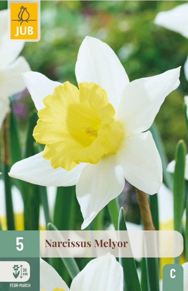 Daffodil Melyor x5