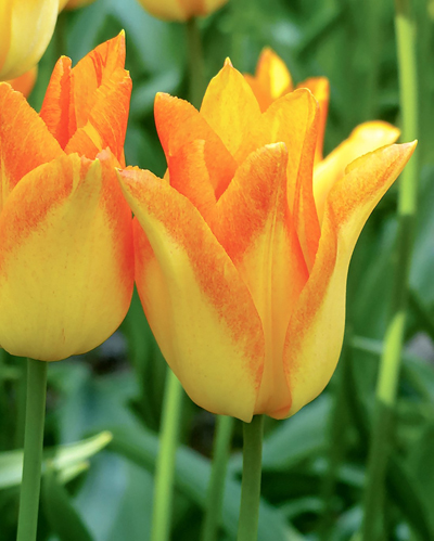 X_100_TULIPA_MOONBLUSH_11_12.jpg