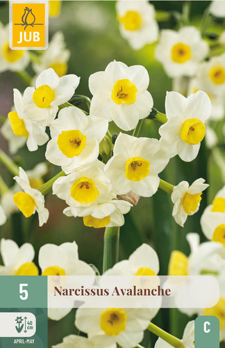 Daffodil Avalanche x 5