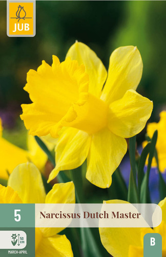 Daffodil Dutch Master