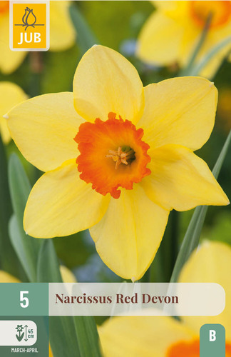 Daffodil Red Devon x 5 