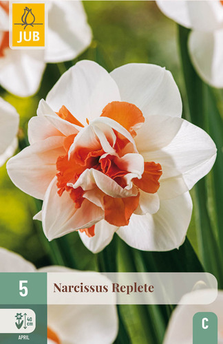 Daffodil Replete x 5