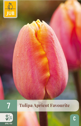 Tulip apricot favourite x 7