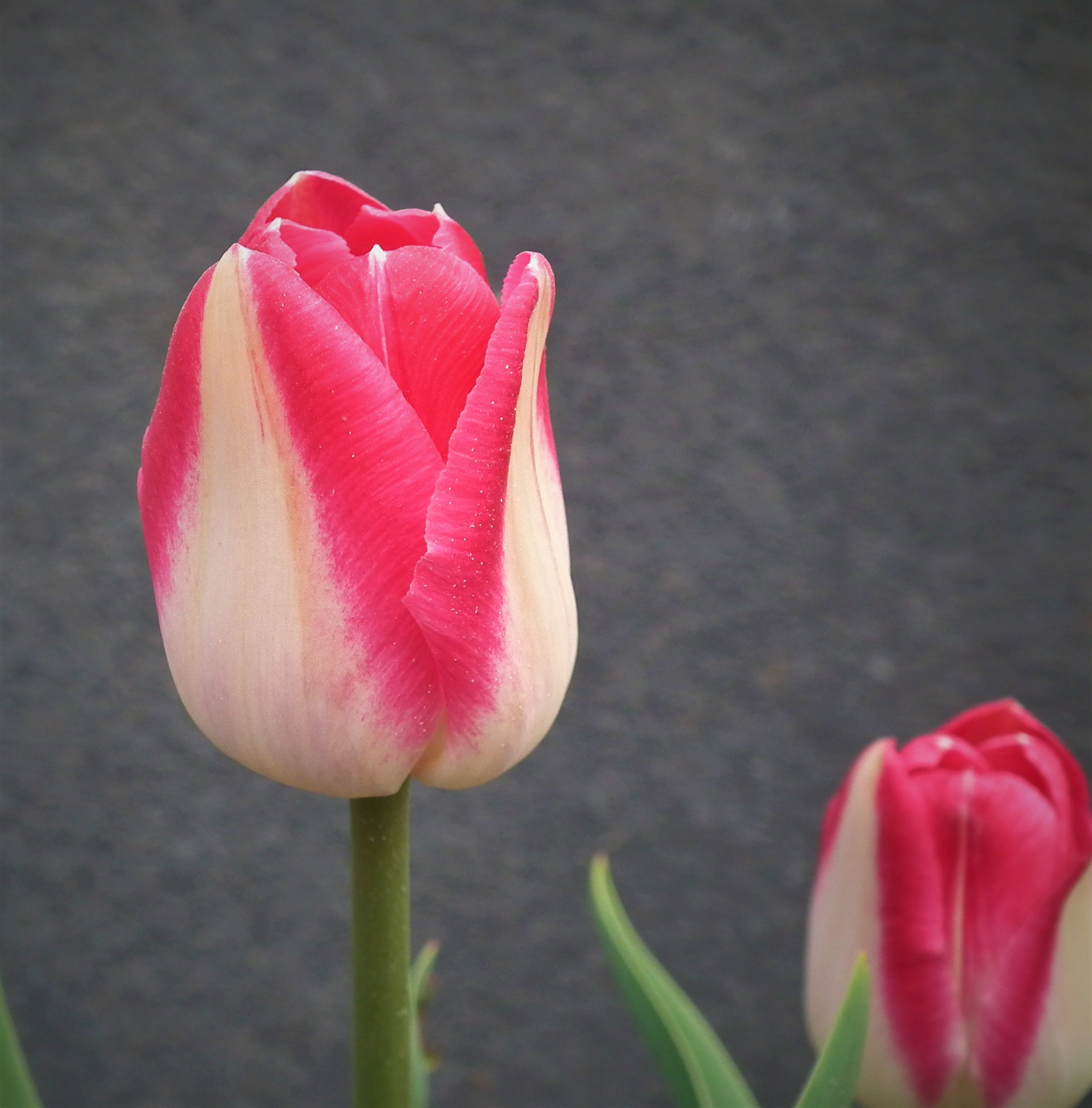 Tulip Alectric