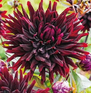 Dahlia Black Jack