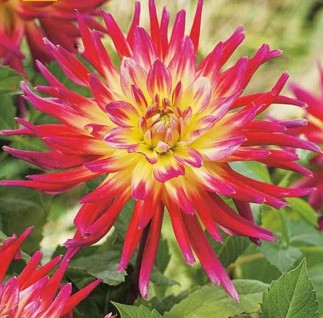 Dahlia Bora Bora 