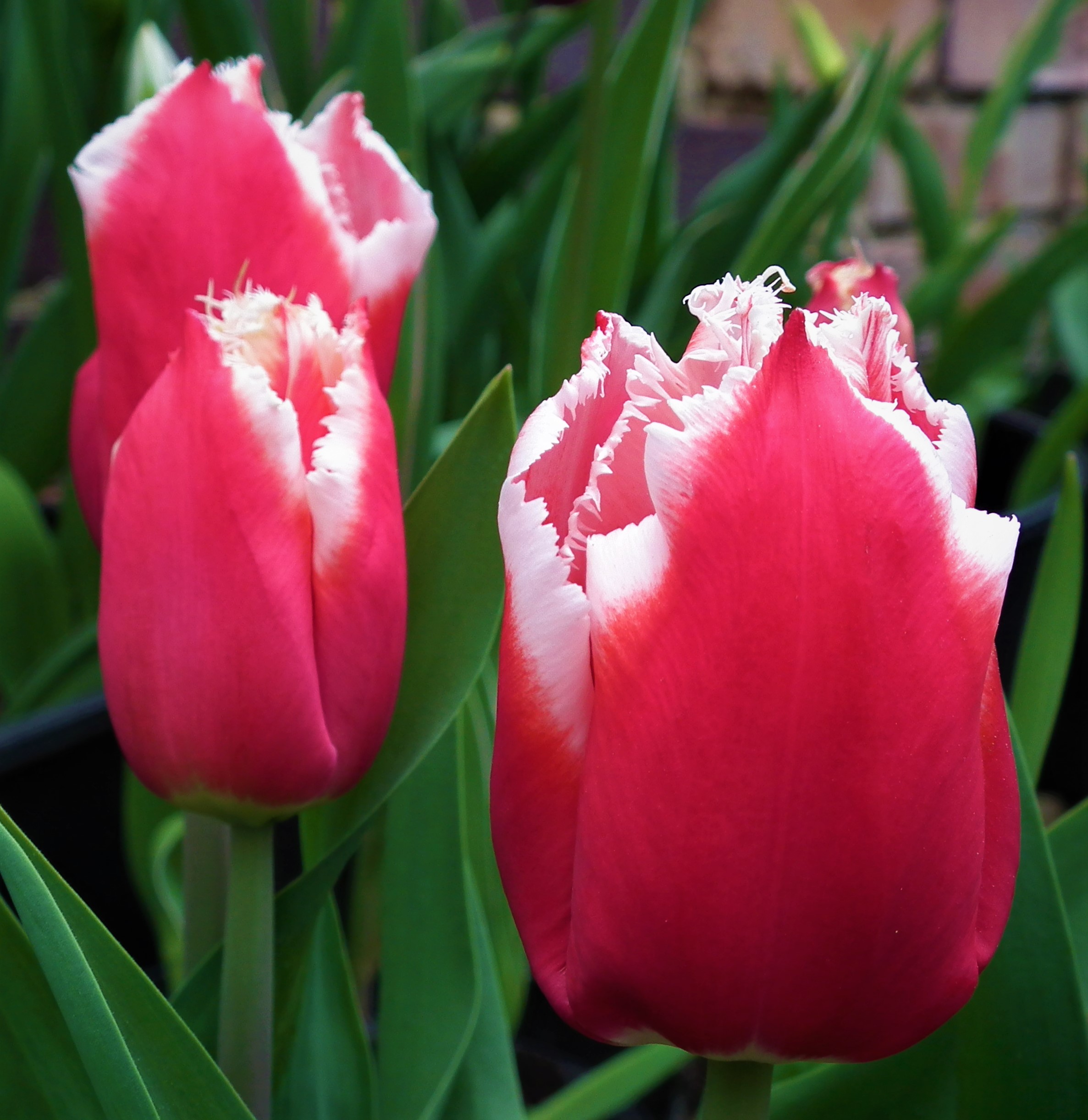 Tulip Canasta