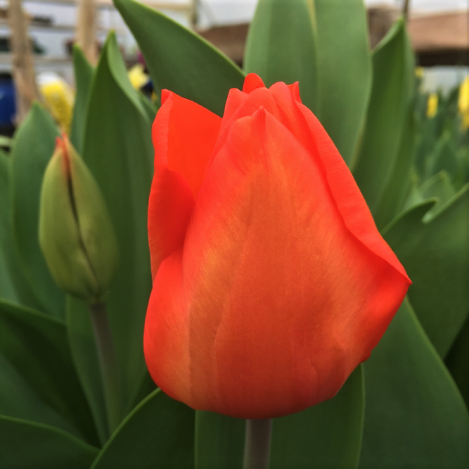 Tulip Charade