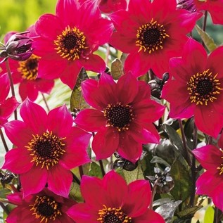 Dahlia Cherry Red 