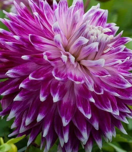 Dahlia Vancouver