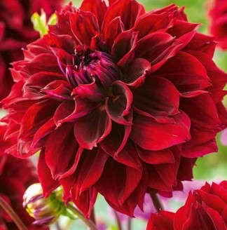 Dahlia Dark Fubuki 