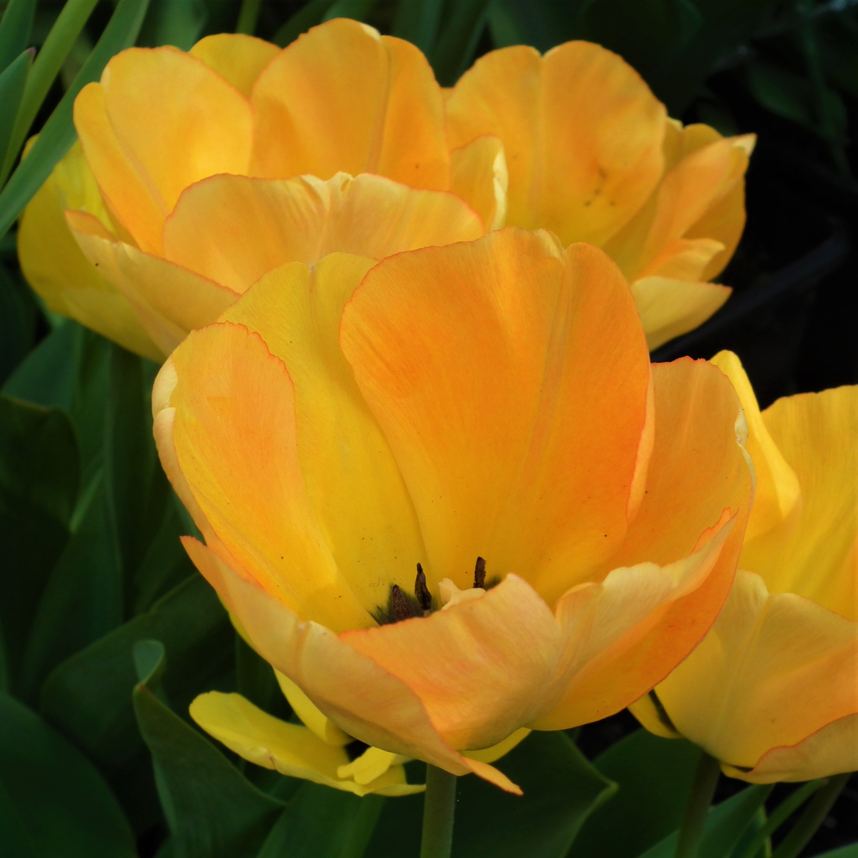 Tulip Daydream