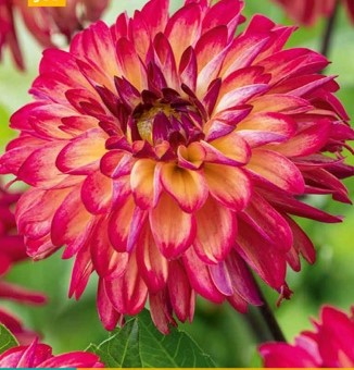 Dahlia Ding a Dong