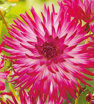 Dahlia Dutch Explosion