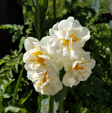 Daffodil Cheerfulness