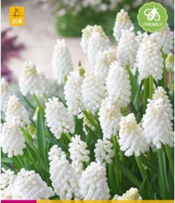 Muscati White Magic x 15