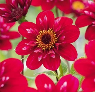 Dahlia Hootenany Swan Island