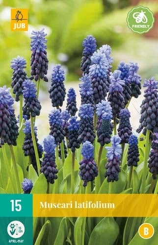 Muscari Latifolium x15