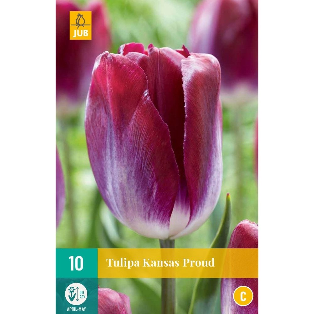 Tulip Kansas Proud  x 7