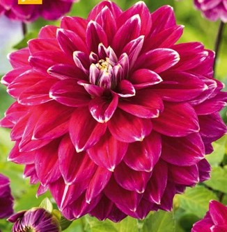 Dahlia Maldini