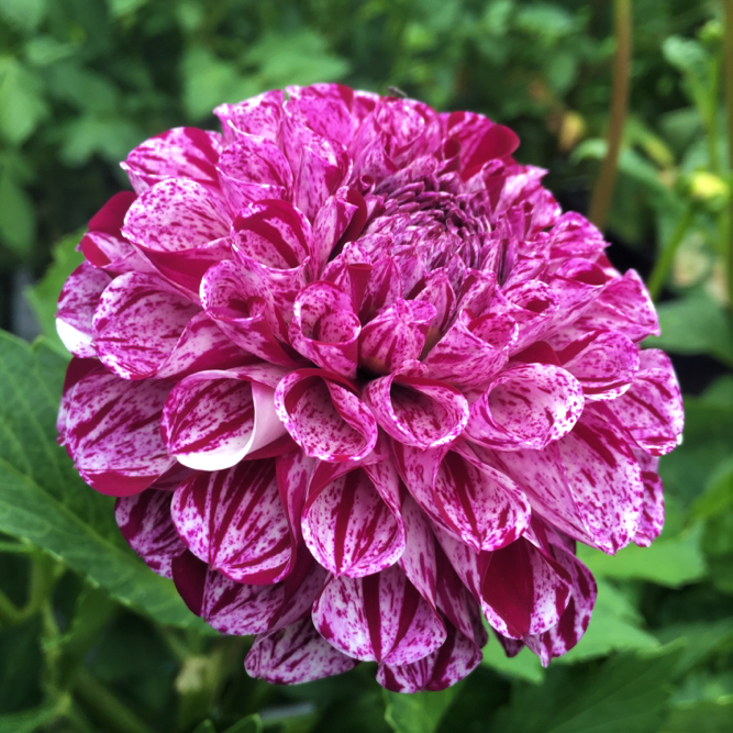 Dahlia Marble Ball