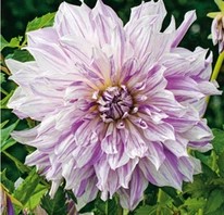 Dahlia Mom's Special