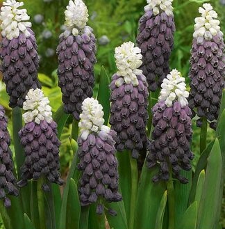 muscari-grape-ice-7-bollen-664x1024-647f3e6ee51f9_n.jpg