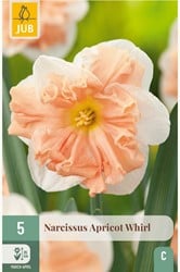 Daffodil Apricot Whirl x 5
